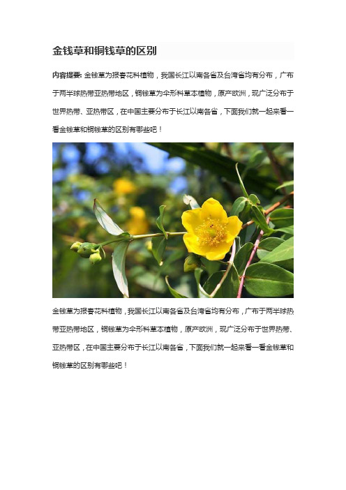 金钱草和铜钱草的区别