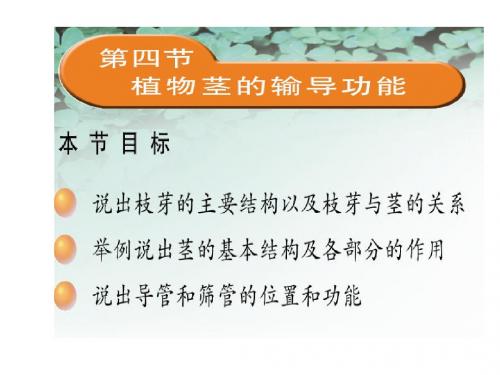 第四节   植物茎的输导功能  20ppt