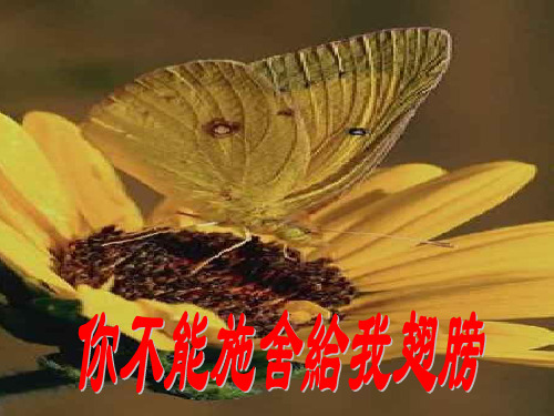 帝王蛾
