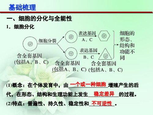 第4讲  细胞的分化、衰老、凋亡及癌变PPT幻灯片