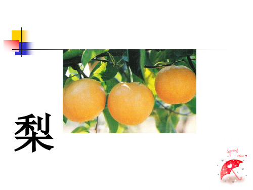 梨品种