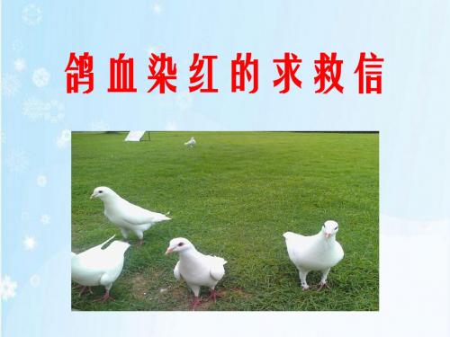 《鸽血染红的求救信》课件2
