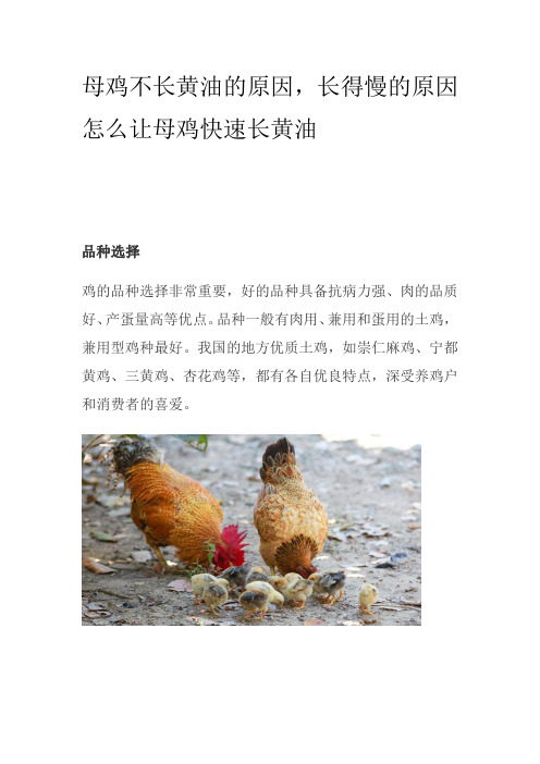 母鸡不长黄油的原因,长得慢的原因怎么让母鸡快速长黄油