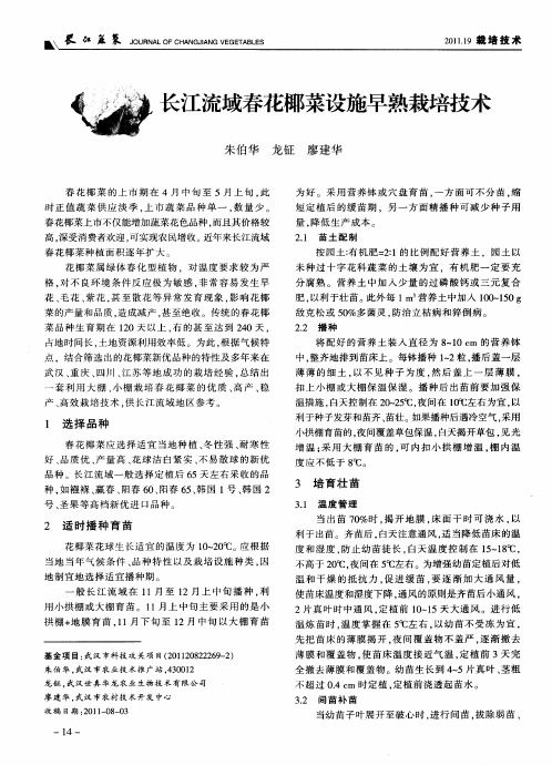 长江流域春花椰菜设施早熟栽培技术
