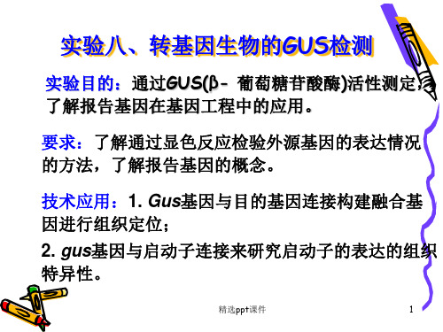 实验八、转基因生物的GUS检测