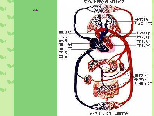 人体重要的生理活动ppt课件