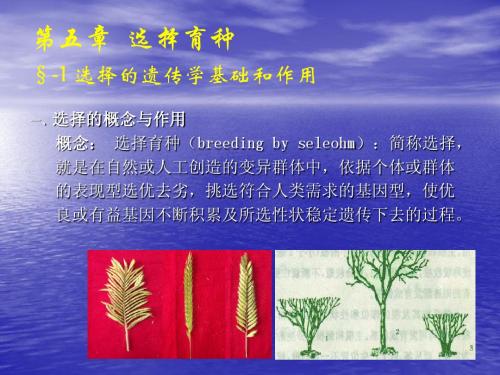 牧草育种第五章