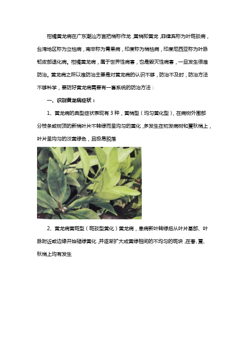 柑橘黄龙病用如何治好