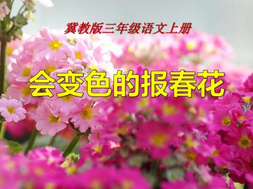 《会变色的报春花》PPT课件2 (共15张PPT)