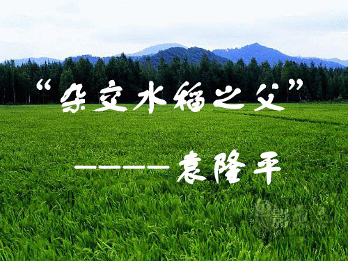 西师大版语文三年级下册第七单元《杂交水稻之父》PPT课件1
