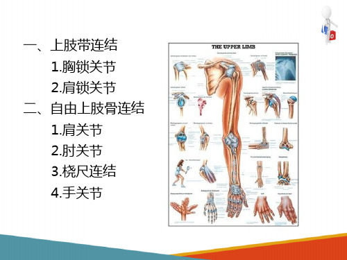 关节学—上肢骨的连结(人体解剖学课件)