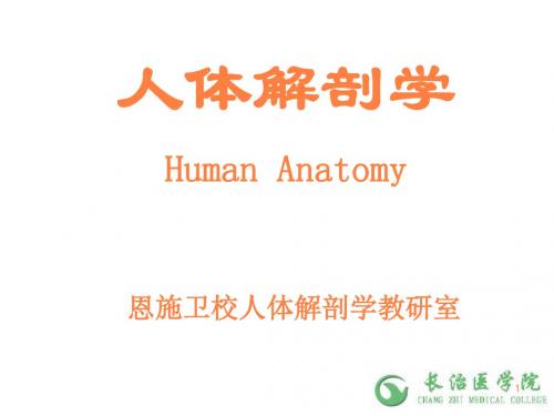 内脏神经ppt课件
