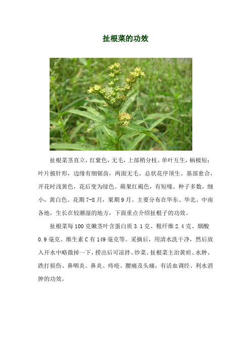 扯根菜的功效