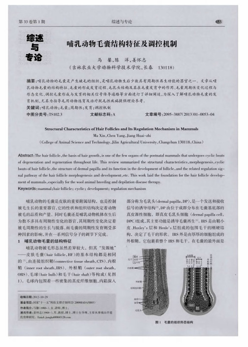 哺乳动物毛囊结构特征及调控机制