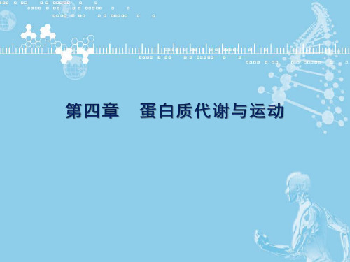 运动生物化学(第二版)课件第四章蛋白质代谢与运动
