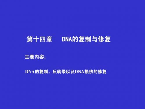 DNA复制