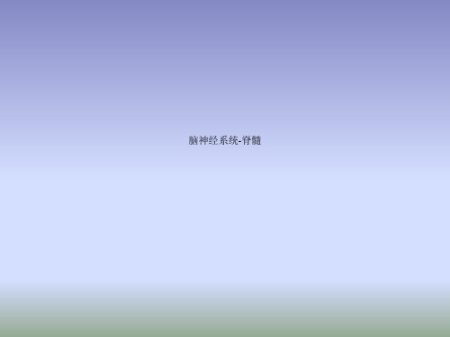 脑神经系统-脊髓