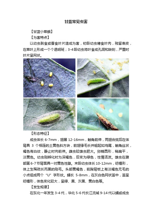 甘蓝常见虫害