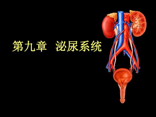 201809现代基础医学概论(第九章  泌尿系统)
