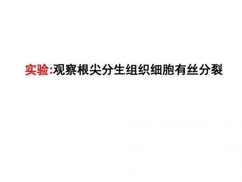 有丝分裂实验
