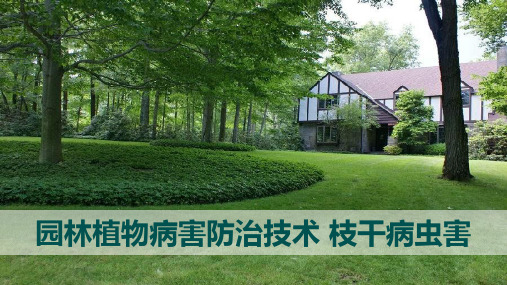 园林植物病害防治技术 枝干病虫害