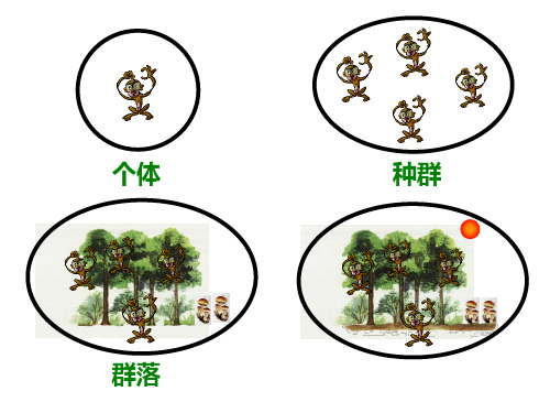 生态系统营养结构 ppt课件