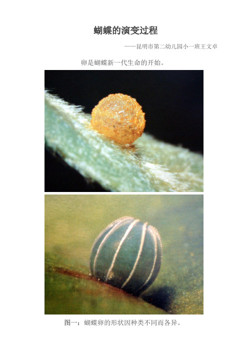 蝴蝶的演变过程
