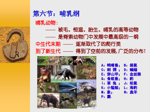 动物学教学课件：第六节：哺乳纲