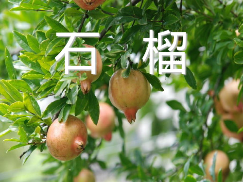 苏教版三年级上册语文《石榴》优秀课件PPT