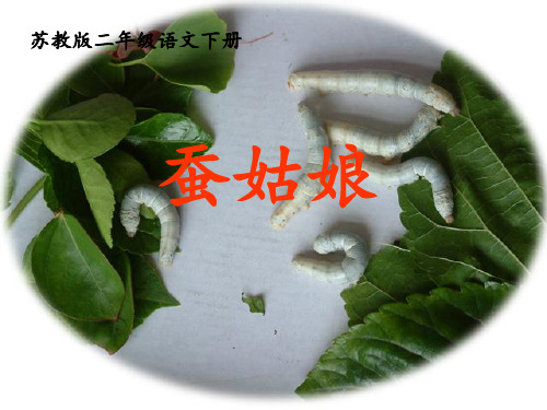 蚕姑娘ppt课件3