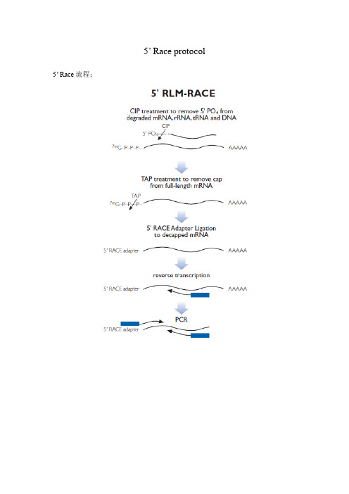 5’ Race protocol (standard rxn)