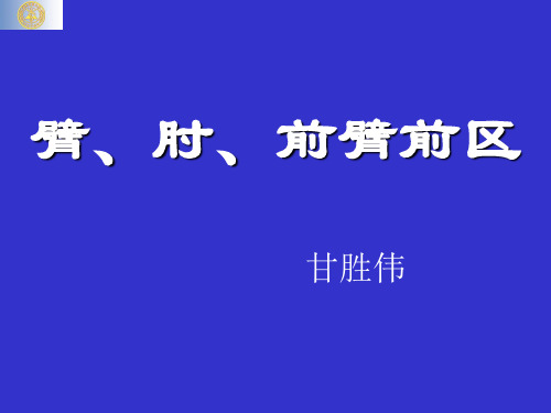 臂前臂