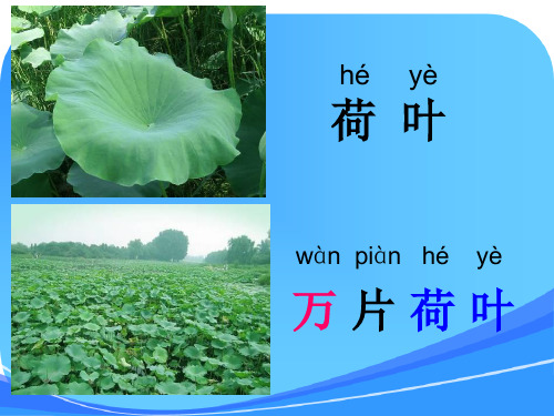 语文一年级上册：识字2《万片荷叶》课件(1)