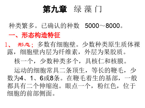 9.绿藻门 07