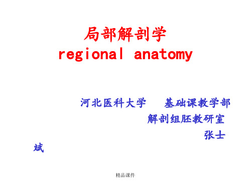 局部解剖学(腹部)