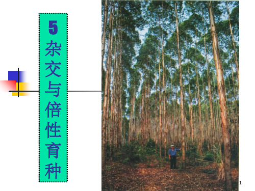 《杂交与倍性育种》PPT课件