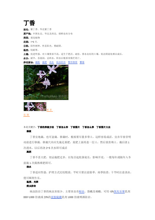 绿植——丁香