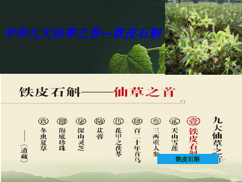 九大仙草之首铁皮石斛
