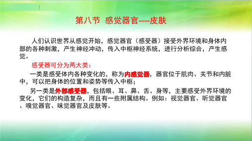 学前儿童卫生学(第八节 感觉器官)(皮肤)