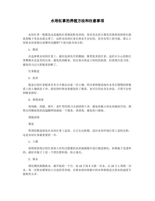 水培红掌的养殖方法和注意事项