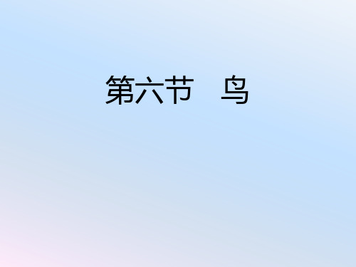 人教版八年级生物上册：5.1.6《鸟》课件(共23张PPT)