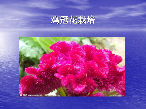 鸡冠花栽培技术解析