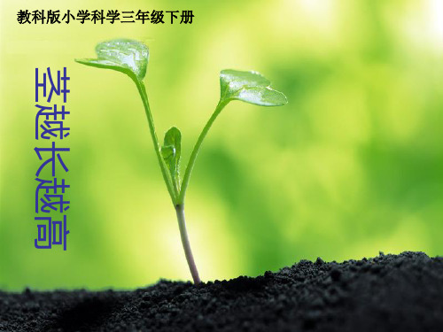 1-5茎越长越高精品PPT课件