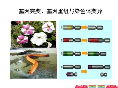 2016《金版新学案》高考生物大一轮复习课件 第七单元 第1讲 基因突变、基因重组及染色体变异