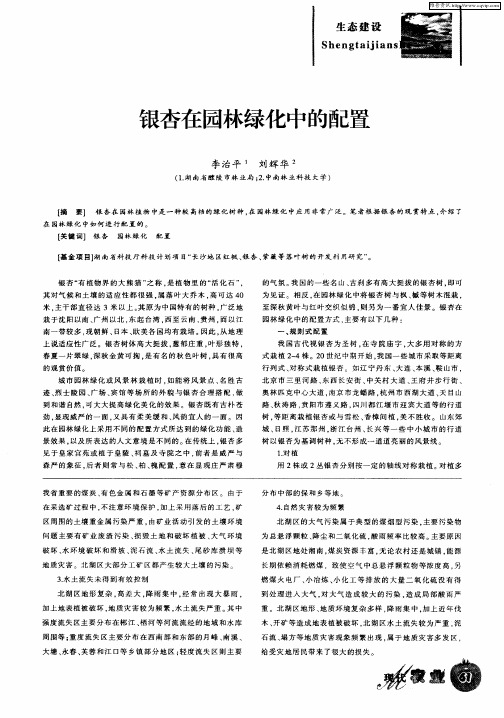 银杏在园林绿化中的配置