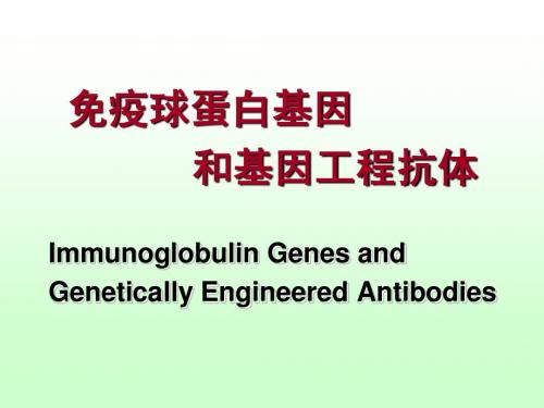 第二军医大学免疫教程二：基因工程Ig