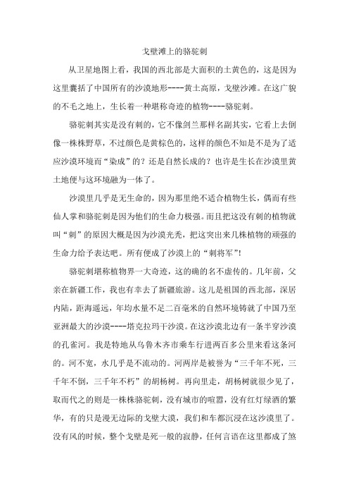 戈壁滩上的骆驼刺
