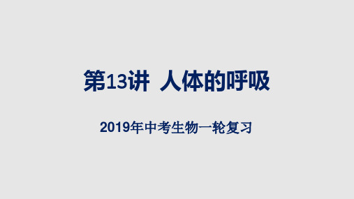 2019年中考生物复习：人体的呼吸课件