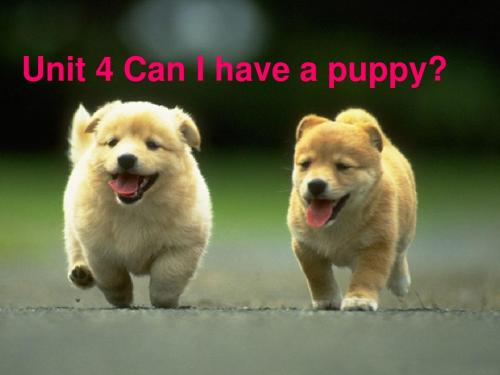 can_I_have_a_puppy课件