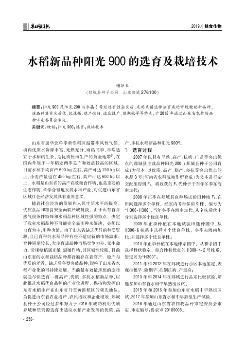 水稻新品种阳光900的选育及栽培技术